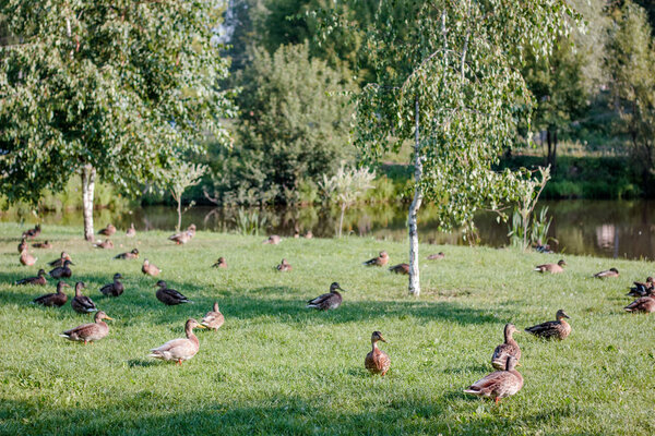 Flock of wild ducks on recreation park or zoo.