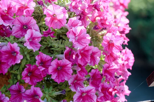 Flowers Purple Petuniya Flower Garden — Stock Photo, Image