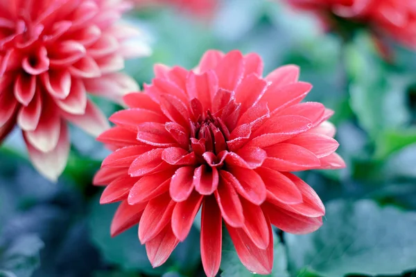 Belles Fleurs Roses Rouges Jardin Fleuri Été — Photo