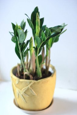 Zamioculcas zamiifolia - yeşil ev bitkisi aka doları ağaç