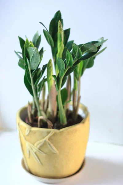 Zamioculcas Zamiifolia Planta Invernadero Alias Árbol Del Dólar — Foto de Stock