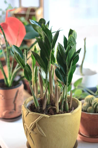 Zamioculcas Zamiifolia Grön Krukväxt Aka Dollar Tree — Stockfoto