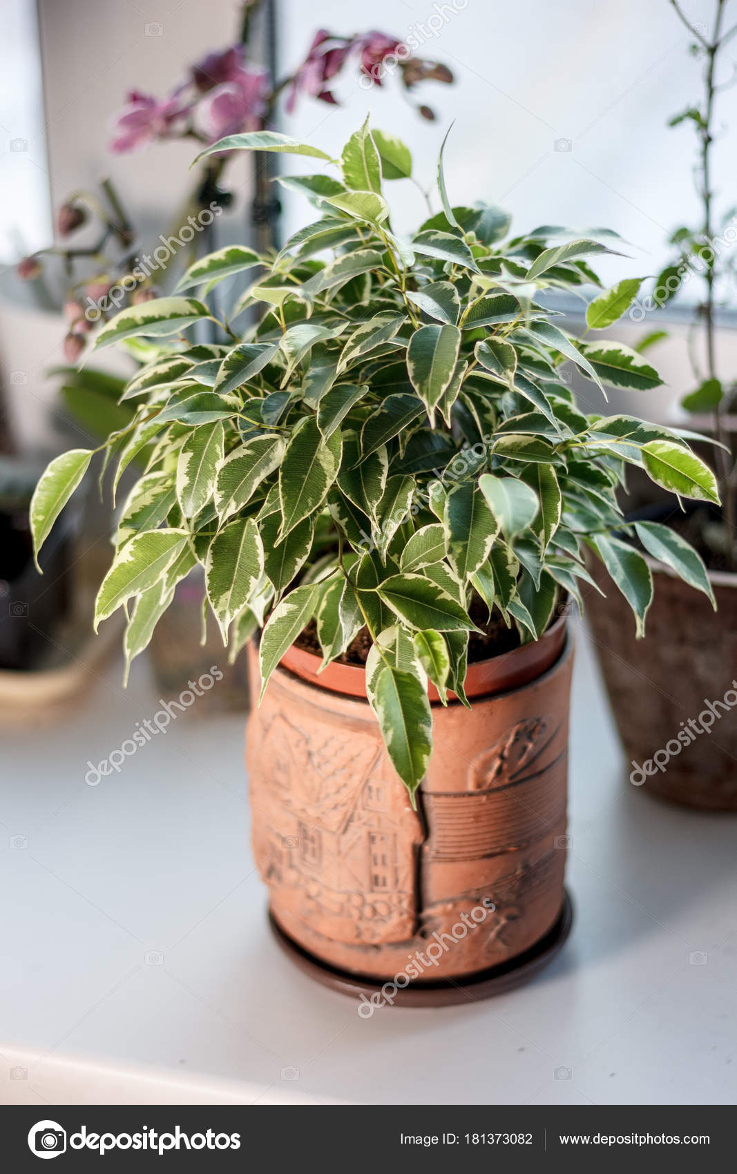 Ficus benjamina fotos de stock, imágenes de Ficus benjamina sin royalties | Depositphotos Ficus benjamina fotos de stock, imágenes de Ficus benjamina sin royalties | Depositphotos