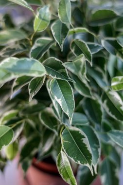 ficus benjamina sapıkça yaprakların görünümü kapatın