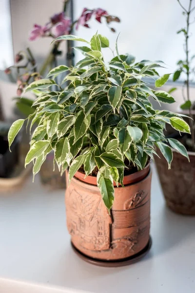 Ficus Benjamina Kinky Clay Pot — Stock Photo, Image