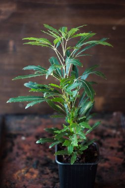 Dizigotheca elegantissima, ayrıca schefflera veya aralia elegantissima olarak da bilinir.