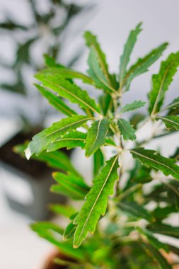 Dizigotheca elegantissima, ayrıca schefflera veya aralia elegantissima olarak da bilinir.