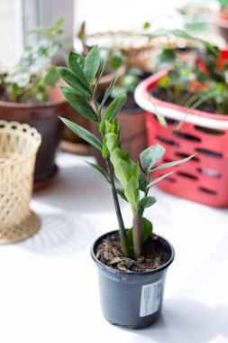 Zamioculcas zamiifolia - yeşil ev bitkisi aka doları ağaç