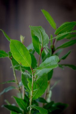 Laurel Tree - Laurus nobilis bir ev bitkisi