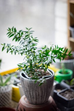 Mersin bitki aka myrtus saksıyı, pencere eşiğinde duran Ev bitkisi olarak