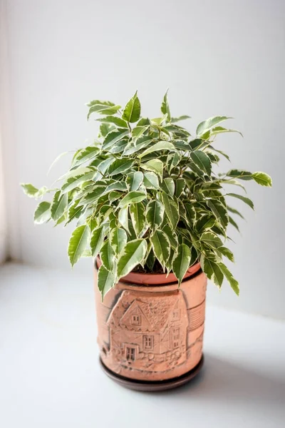 Ficus Benjamina Kinky Горшке Белом Фоне — стоковое фото