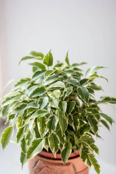 Ficus Benjamina Kinky Pot White Background — Stock Photo, Image