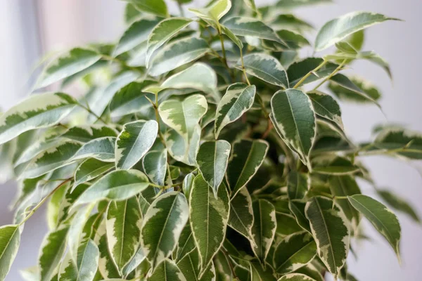 Nahaufnahme Von Ficus Benjamina Perversen Blättern — Stockfoto