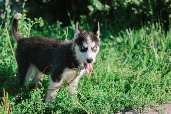 Portret Van Kleine Husky Hond Het Groene Gras — Stockfoto