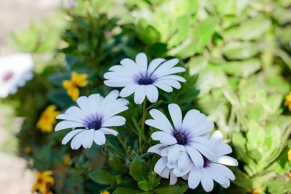 Hermosas Flores Blancas Jardín Flores Verano —  Fotos de Stock