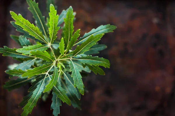 Dizygotheca Elegantissima Also Known Schefflera Aralia Elegantissima — Stock Photo, Image