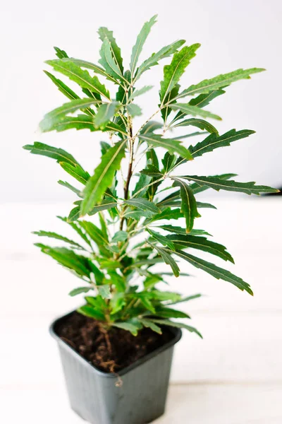 Dizygotheca Elegantissima Известный Schefflera Aralia Elegantissima — стоковое фото