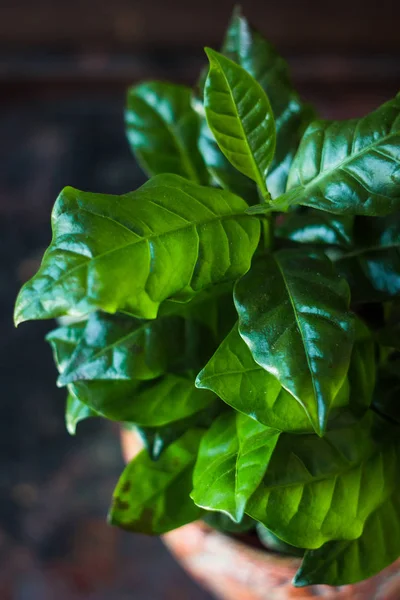 Coffea Arabica Planta Café Pote Flor — Fotografia de Stock