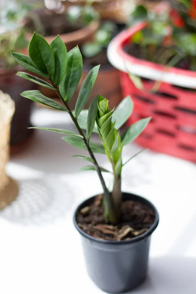 Zamioculcas Zamiifolia Растение Зеленого Дома Долларовое Дерево — стоковое фото