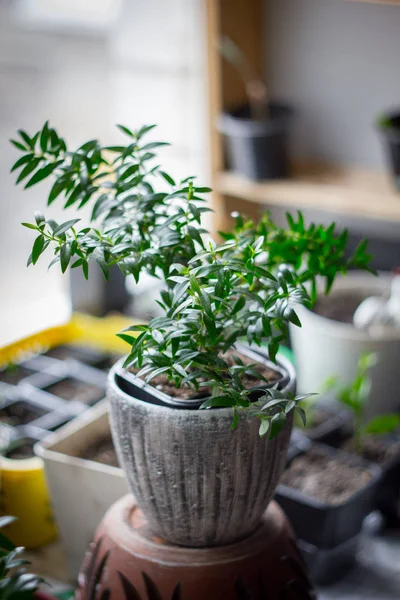 Myrtle Plant Aka Myrtus House Plant Standing Window Sill Flower — Stock Photo, Image