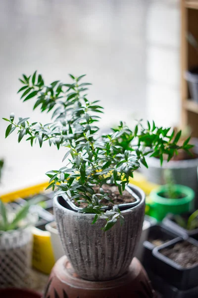 Myrtle Növény Aka Myrtus Mint Szobanövény Állva Ablakpárkányon Virágcserép — Stock Fotó