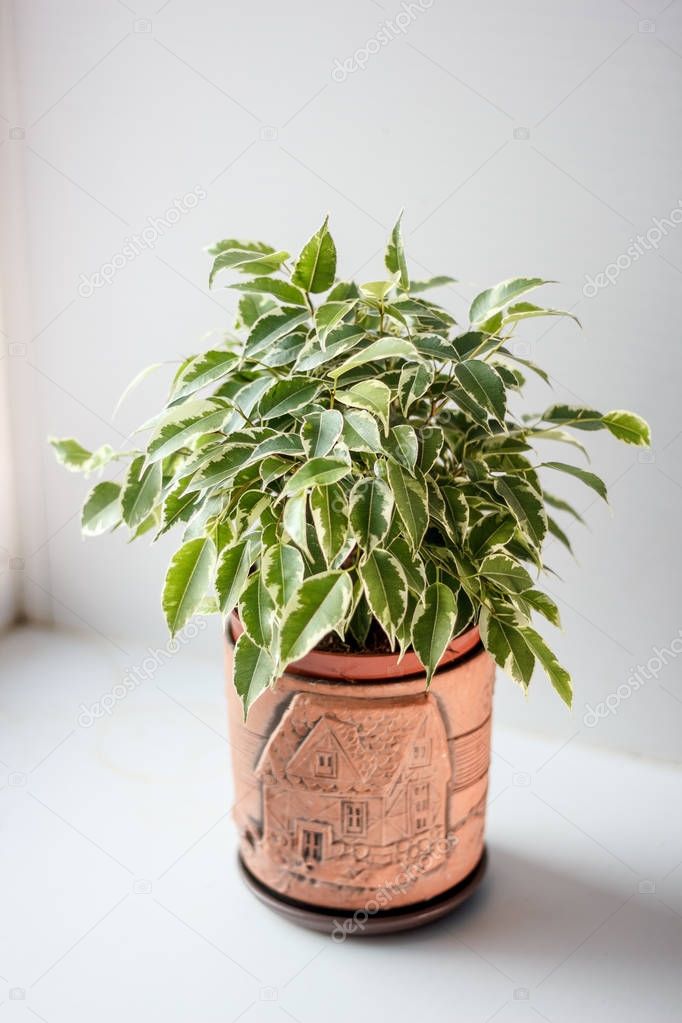 Ficus benjamina kinky in a pot over white background