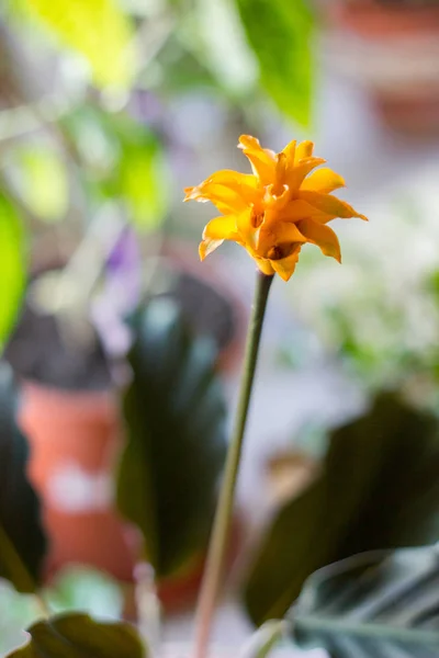 Calathea Crocata Comme Plante Maison Cultivé Pot Fleurs — Photo