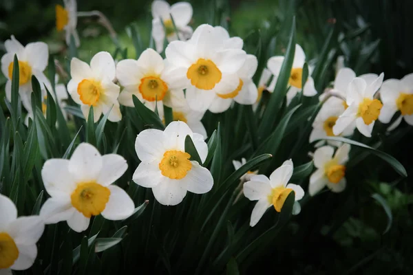 Beautiful Daffodil Flowers Spring Garden — Stock Photo, Image