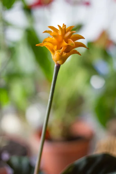 Calathea Crocata Comme Plante Maison Cultivé Pot Fleurs — Photo