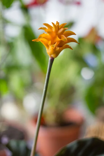 Calathea Crocata Como Planta Casera Cultivado Maceta —  Fotos de Stock