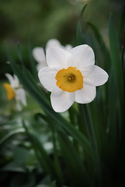 春の庭で美しい水仙の花 — ストック写真