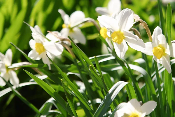 Nice Daffodils Spring Flower Garden — Stock Photo, Image