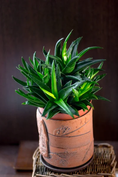 Vacker Aloe Svart Pärla Blomkruka — Stockfoto