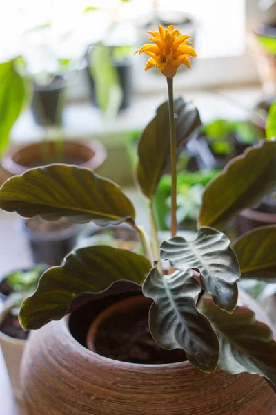 Calathea Crocata Som Hem Växt Odlas Blomkruka — Stockfoto