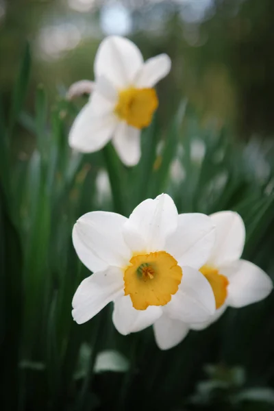 Hermosas Flores Narciso Jardín Primavera — Foto de Stock