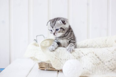 Sepette oturan sevimli kedi yavrusu.