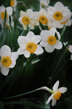 Bir bahar bahçe güzel nergis çiçekleri