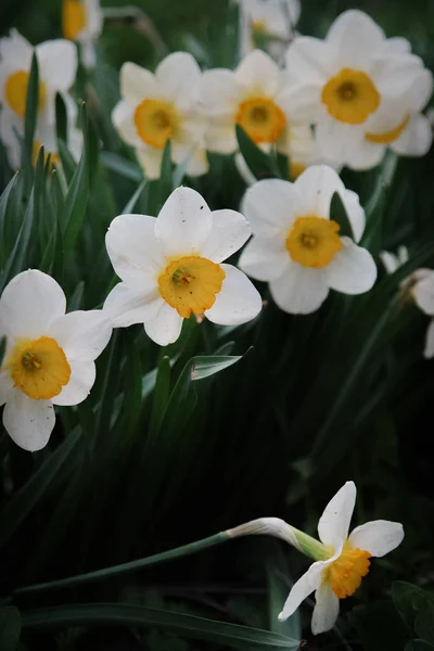 Hermosas Flores Narciso Jardín Primavera — Foto de Stock