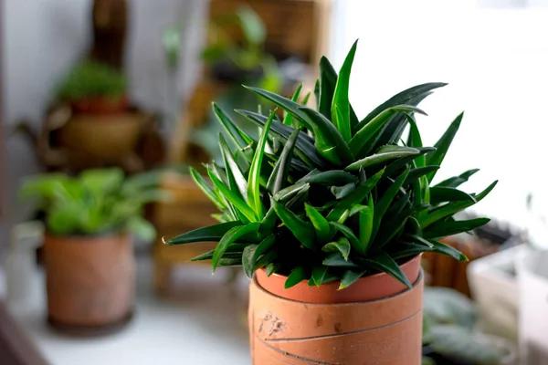 Beautiful Aloe Black Gem Flower Pot — Stock Photo, Image