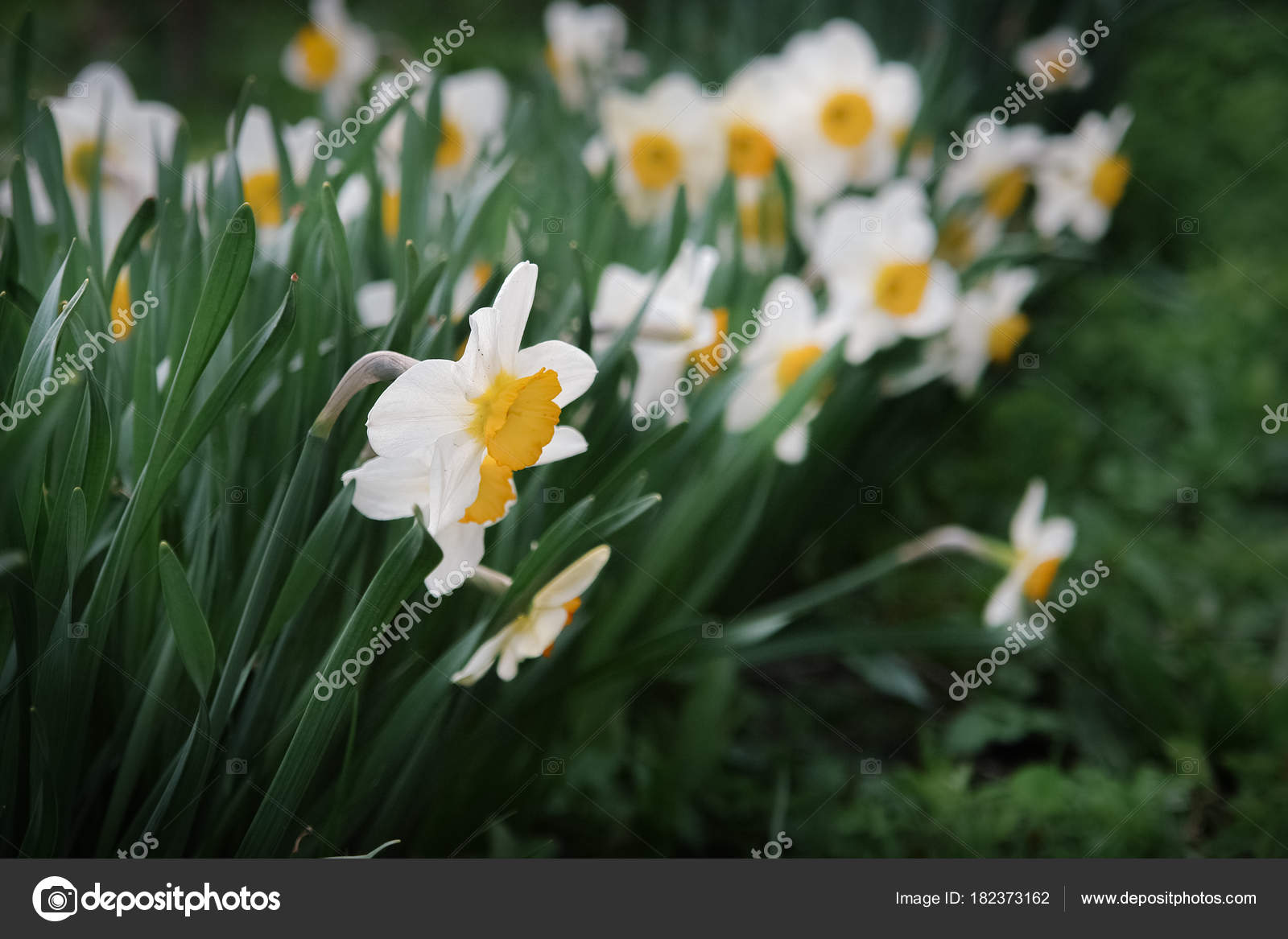 Beautiful Daffodil Flowers Spring Garden — Stock Photo © sharafmaksumov 182373162