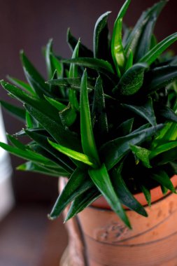 Çiçek saksısında güzel bir aloe siyah mücevher