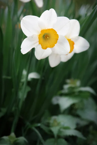 Hermosas Flores Narciso Jardín Primavera — Foto de Stock