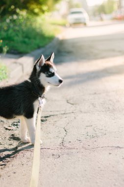 Aydınlık bir günde yollarda gezen bir köpek yavrusu..