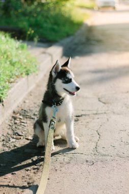 Aydınlık bir günde yollarda gezen bir köpek yavrusu..