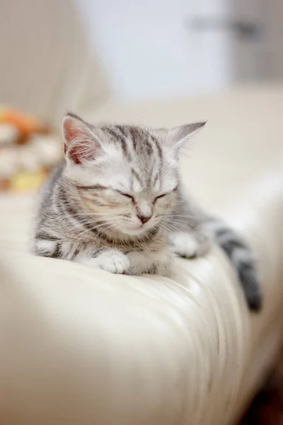 Adorabile Gattino Che Dorme Sulla Sedia — Foto Stock