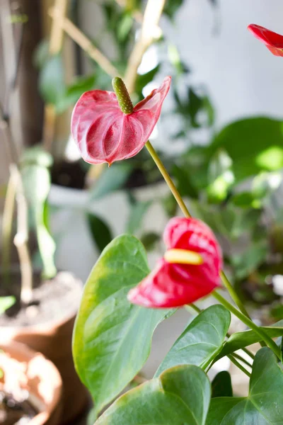 Червоні Квіти Антуріуму Вдома — стокове фото