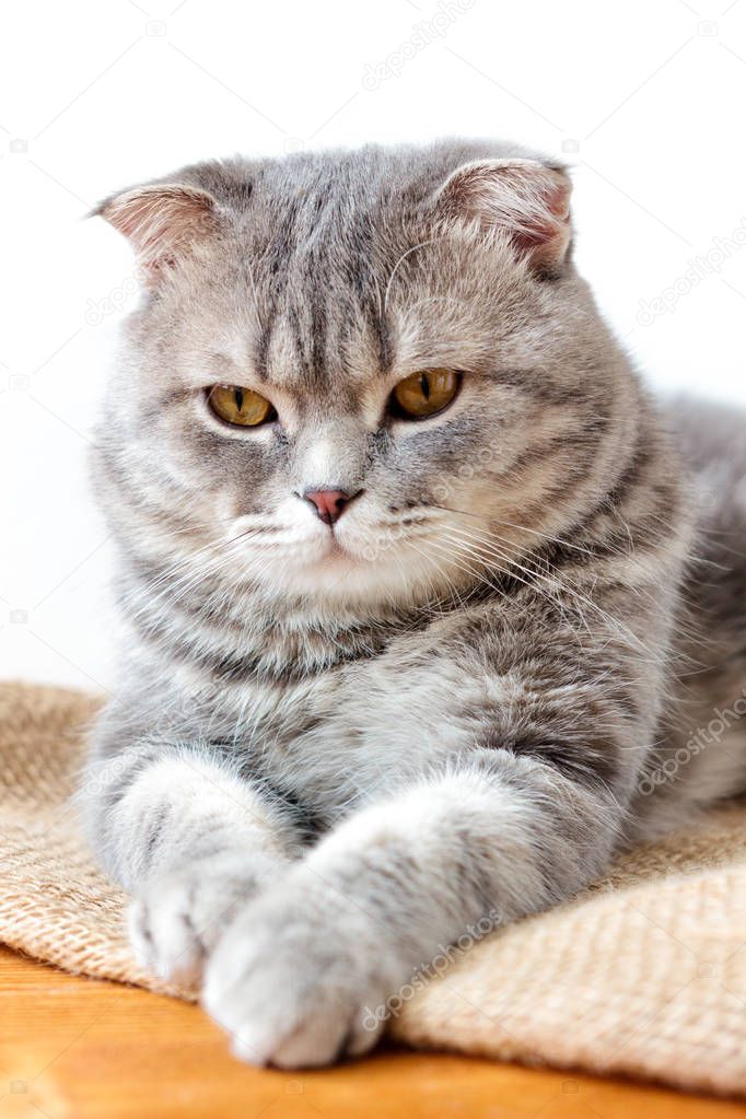 Grey domestic scottish cat - beautiful and cute.