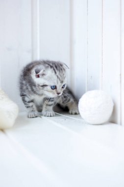 Genç gri kedi iplik yumağıyla oynar
