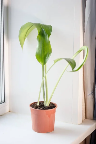 Eucharis Plant Brown Pot White Window — Stock Photo, Image