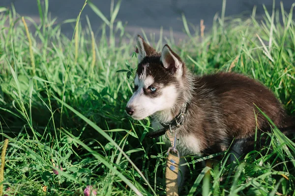 Piccolo Cucciolo Husky Sull Erba Parco Verde — Foto Stock